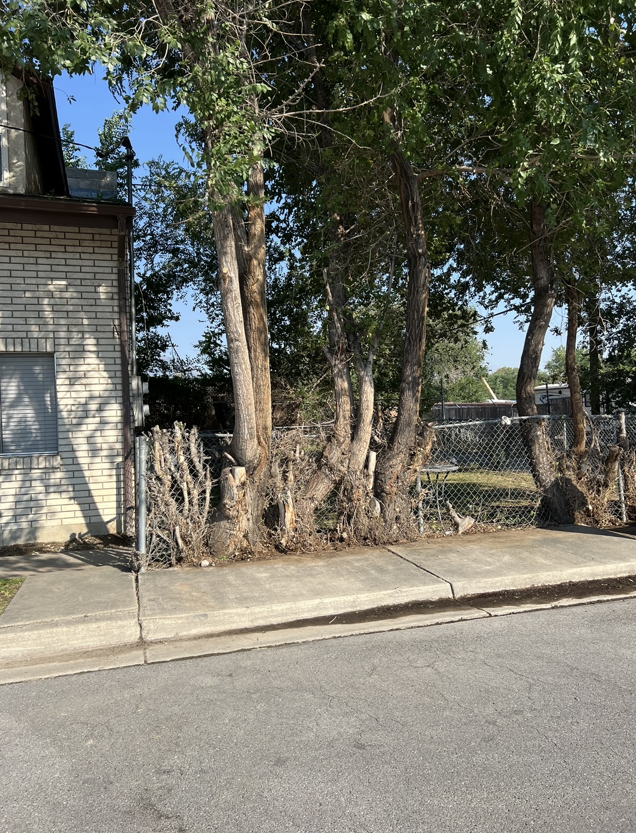 Tree area after landscaping work